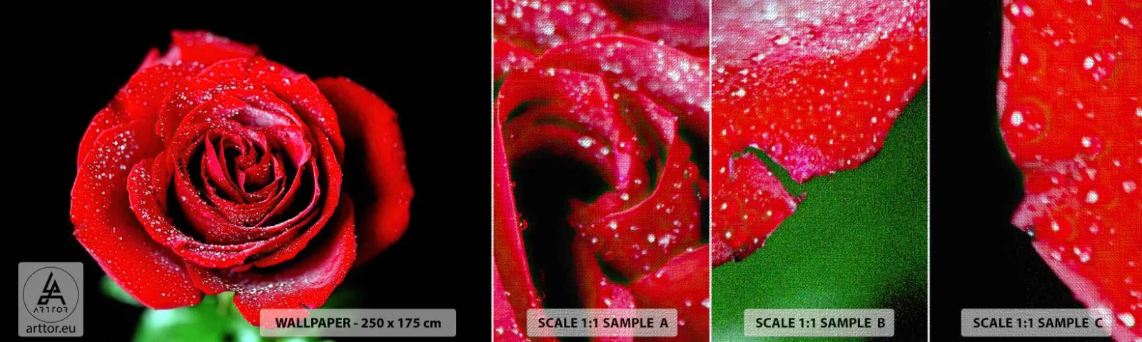 Provbit av fototapet Premium Canvas - Det är just kärlek - Blommor, Röd ros, Rosblad - 100x30 cm