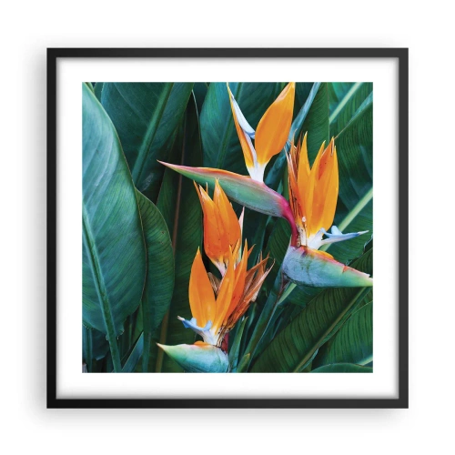 Affisch i svart ram - Är det en blomma, eller en fågel? - 50x50 cm
