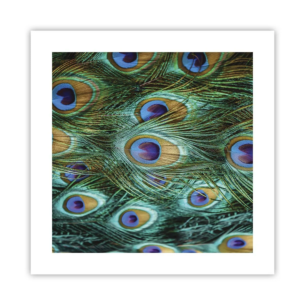 Affisch - Påfågels blick - 40x40 cm