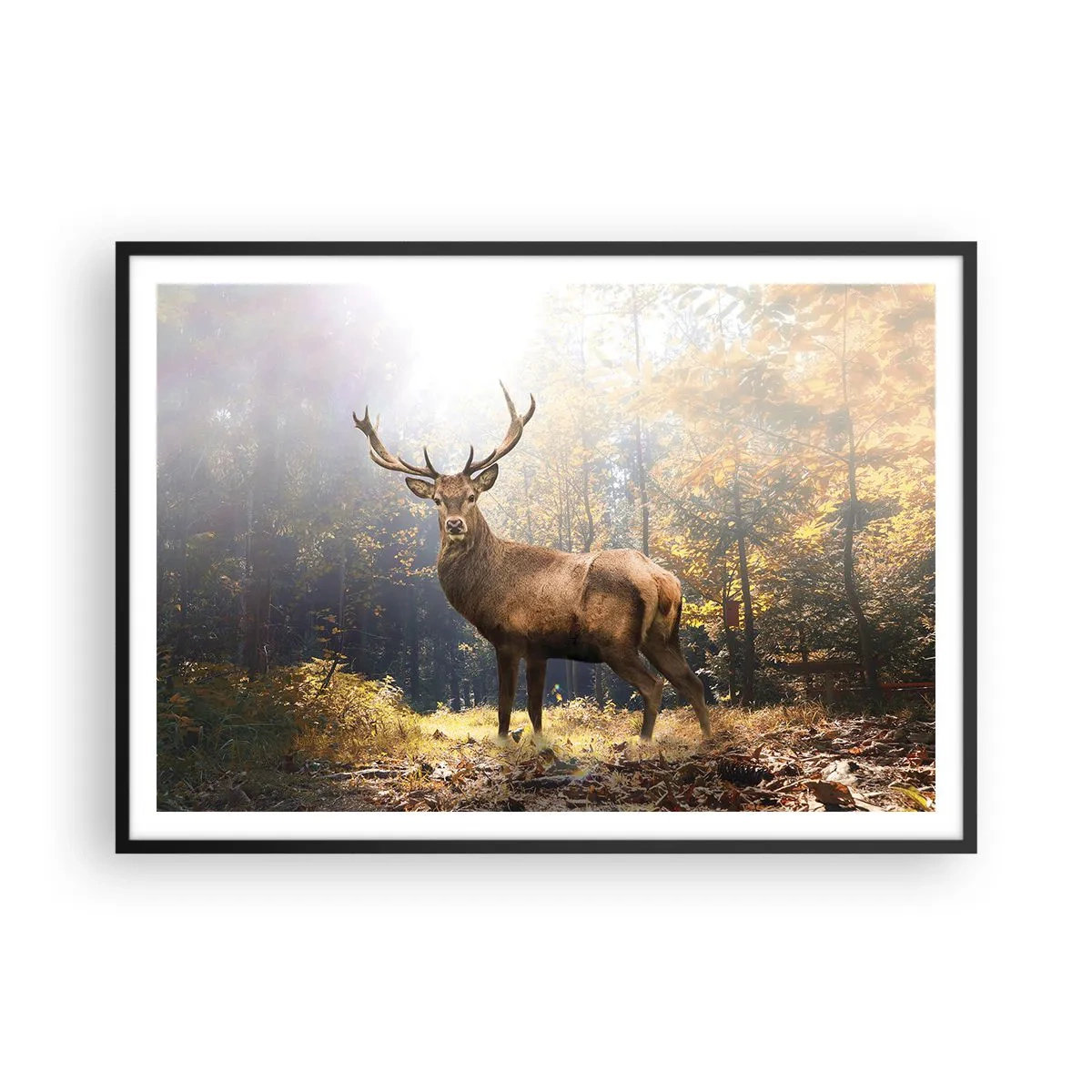 Affisch i svart ram - I fullt majestät - 100x70 cm