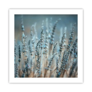 Affisch - Doftande åkermark - 50x50 cm
