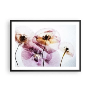 Affisch i svart ram - Blommornas transparenta kroppar - 70x50 cm