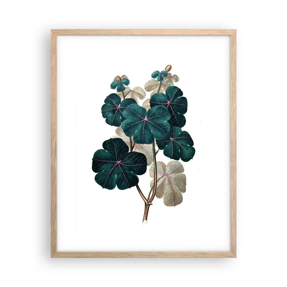Affisch i ram av ljusek - Från ett gammalt herbarium - 40x50 cm