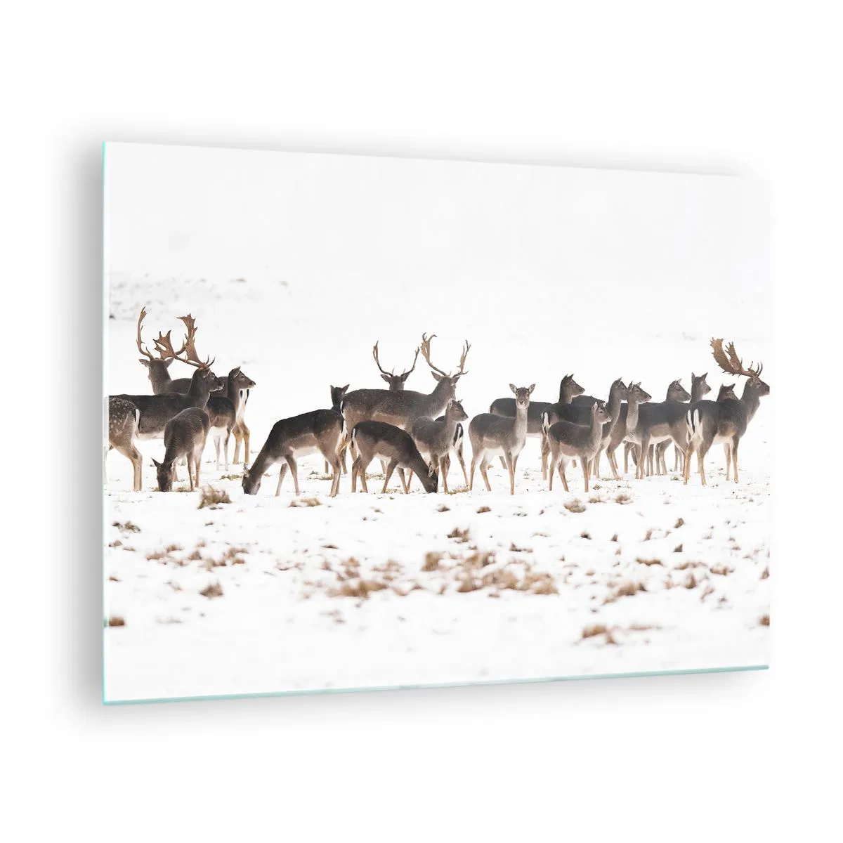 Glastavla - Bild på glas - Ett fotografi av en hjortflock i ett snöigt landskap - 70x50cm - Julen är på väg? - Modern väggdekoration för vardagsrum och sovrum ARTTOR