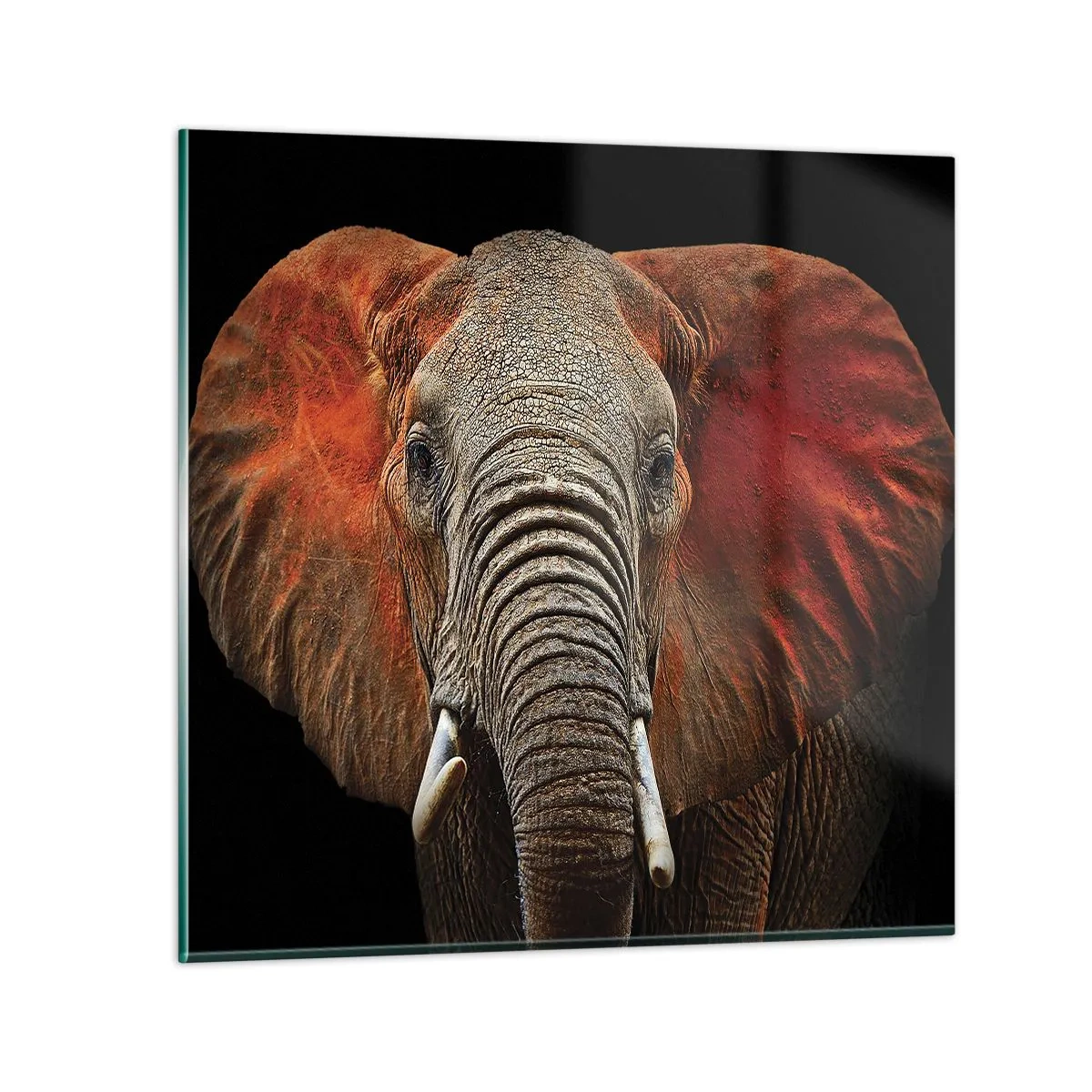 Glastavla - Bild på glas - Jag är vild, och du? - 50x50 cm