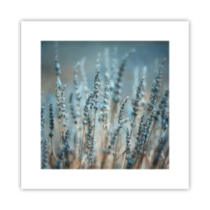 Affisch - Doftande åkermark - 30x30 cm