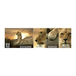 Fototapet Prov Standard Eco - Kungligt majestät - Djur, Lejon, Natur - 100x30 cm