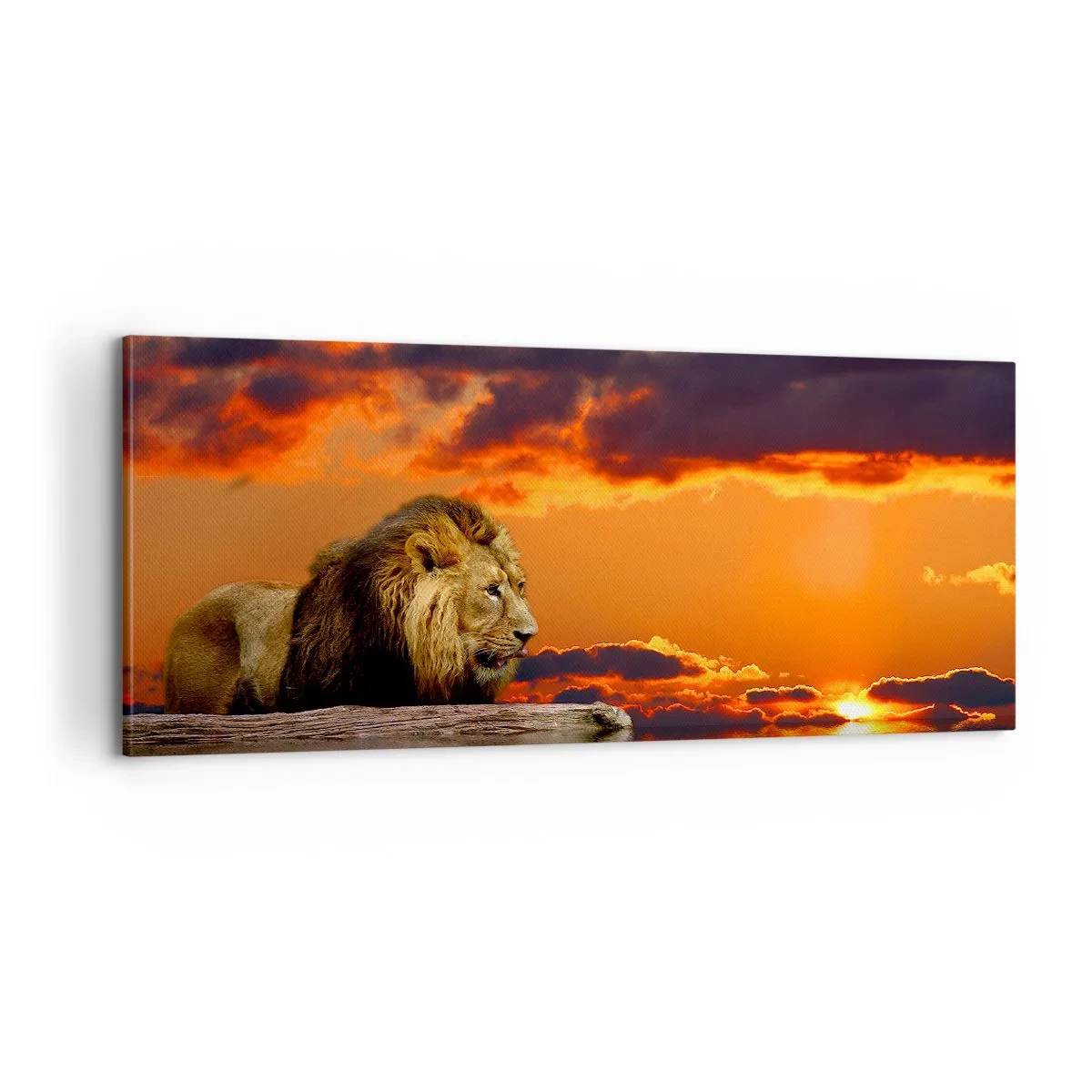Canvastavla - Bild på duk - Naturens kung - 100x40 cm