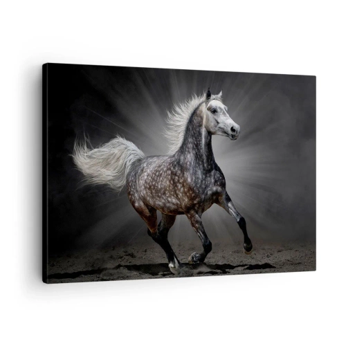 Canvastavla - Bild på duk - En vit häst galopperar mot en mörk bakgrund - 70x50cm - Grått är vackert - Modern väggdekoration för vardagsrum och sovrum ARTTOR