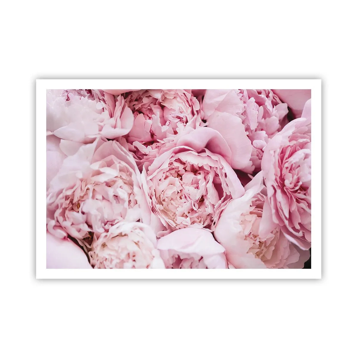 Affisch - Hopklämda och doftande - 100x70 cm