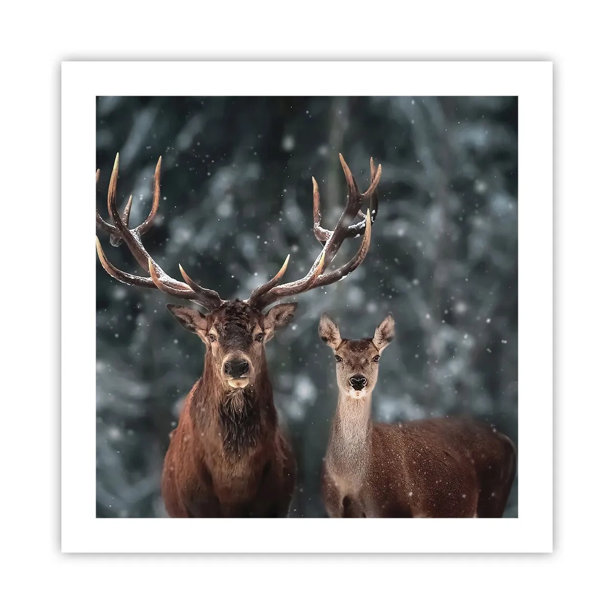 Affisch - Skogens herre med hustrun - 50x50 cm