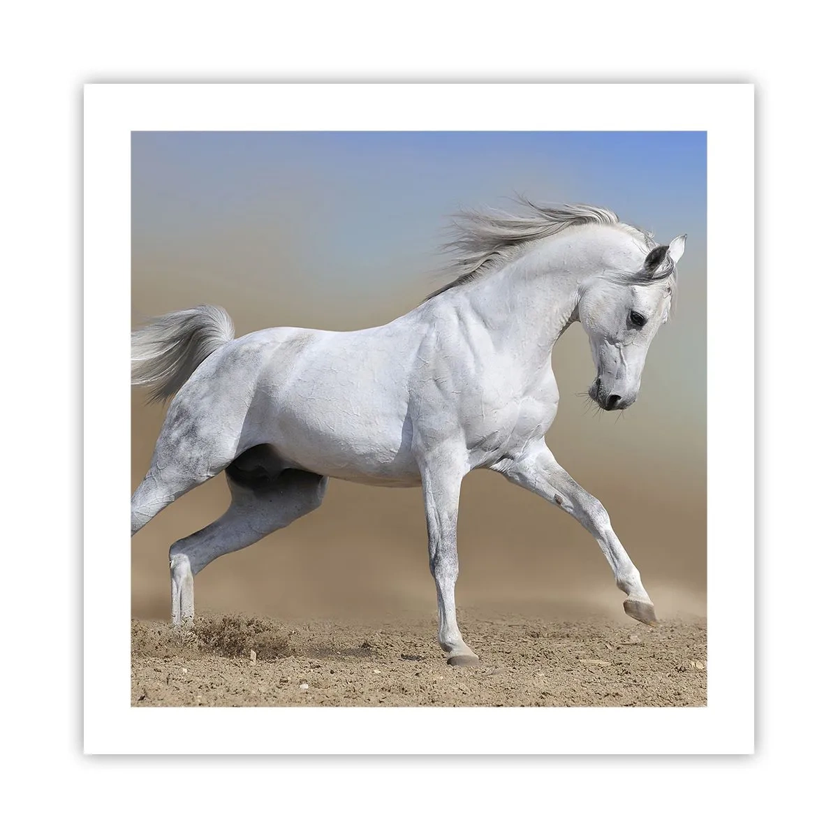 Affisch - Den vackraste arabiska sagan - 50x50 cm