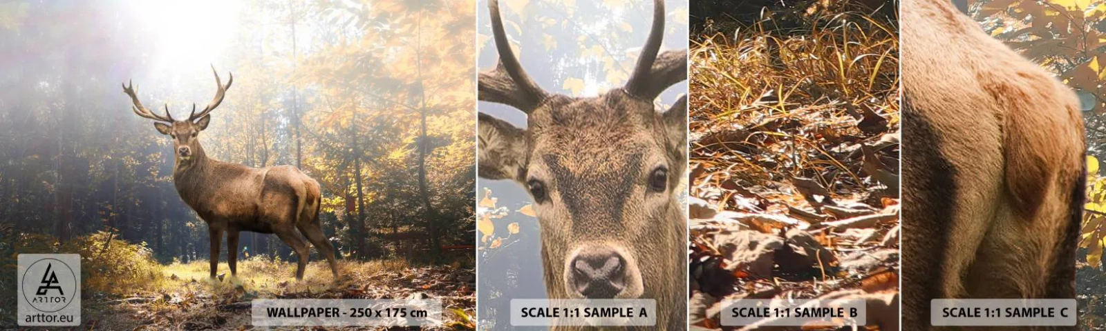 Provbit av självhäftande fototapet Deluxe Sticker - I fullt majestät - Landskap, Rådjur, Skog - 100x30 cm