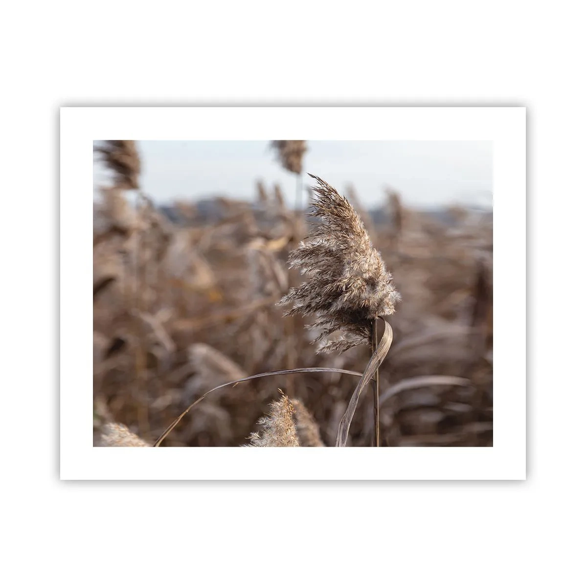 Affisch - Dags att flyga bort med vinden - 50x40 cm