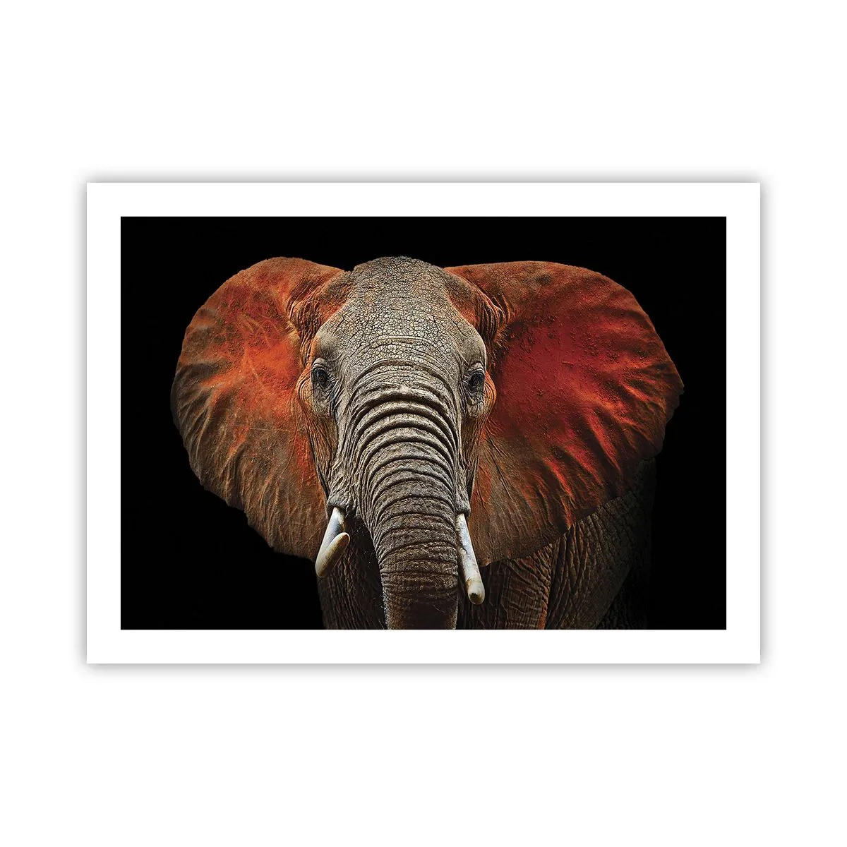 Affisch - Jag är vild, och du? - 70x50 cm