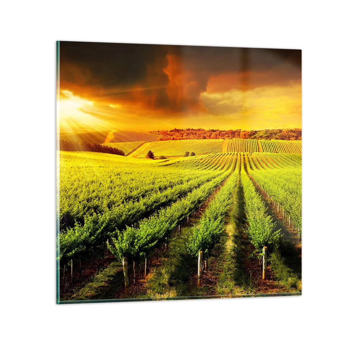 Glastavla - Bild på glas - Under australiensiska solen - 60x60 cm