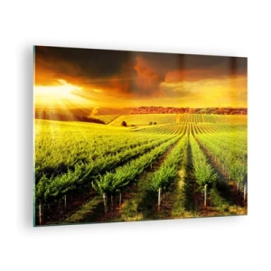 Glastavla - Bild på glas - Vingård i ljuset av den nedgående solen - 70x50cm - Under australiensiska solen - Modern väggdekoration för vardagsrum och sovrum ARTTOR
