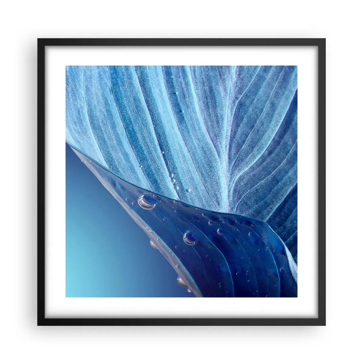 Affisch i svart ram - Dolda droppar av blått - 50x50 cm