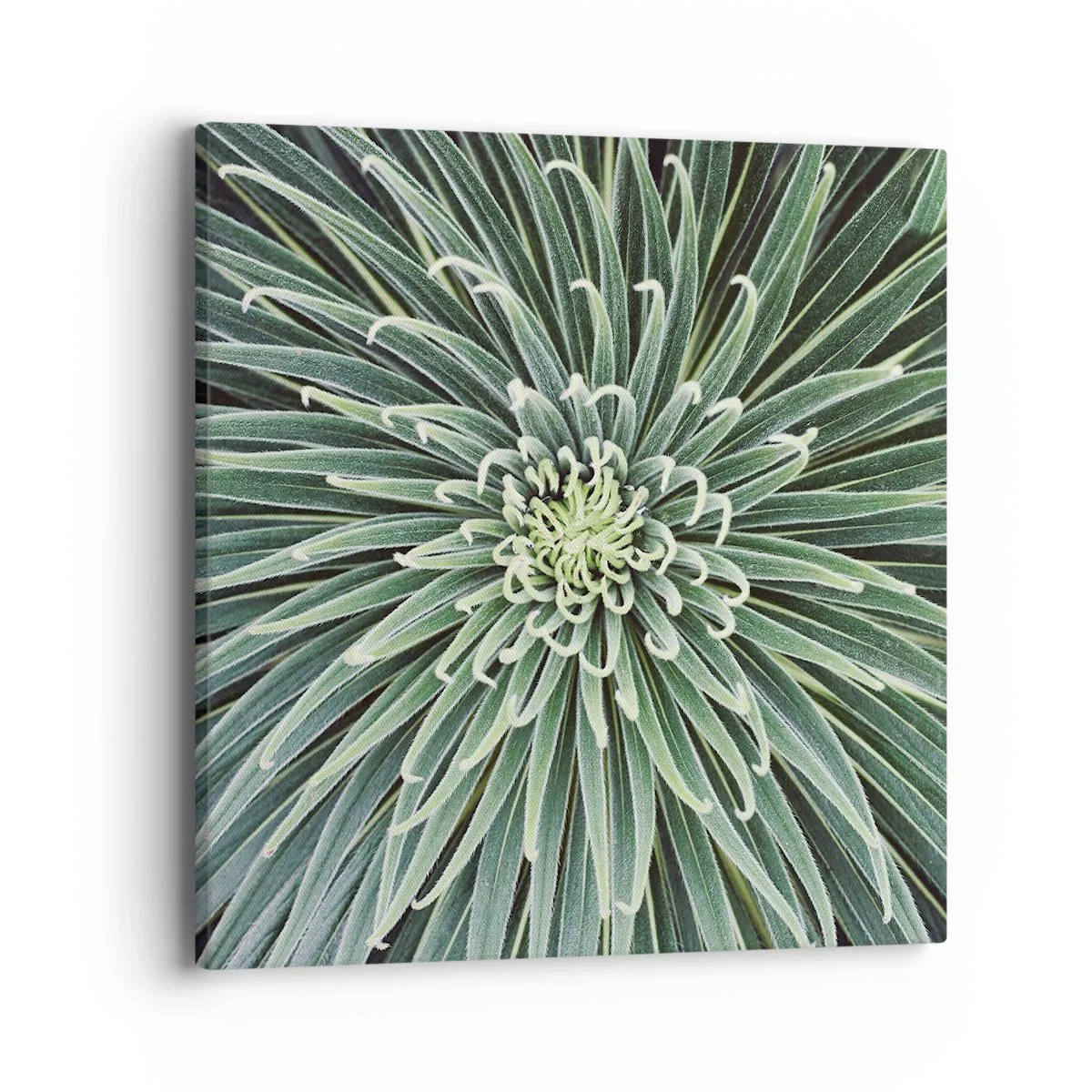 Canvastavla - Bild på duk - Stjärna föds - 40x40 cm