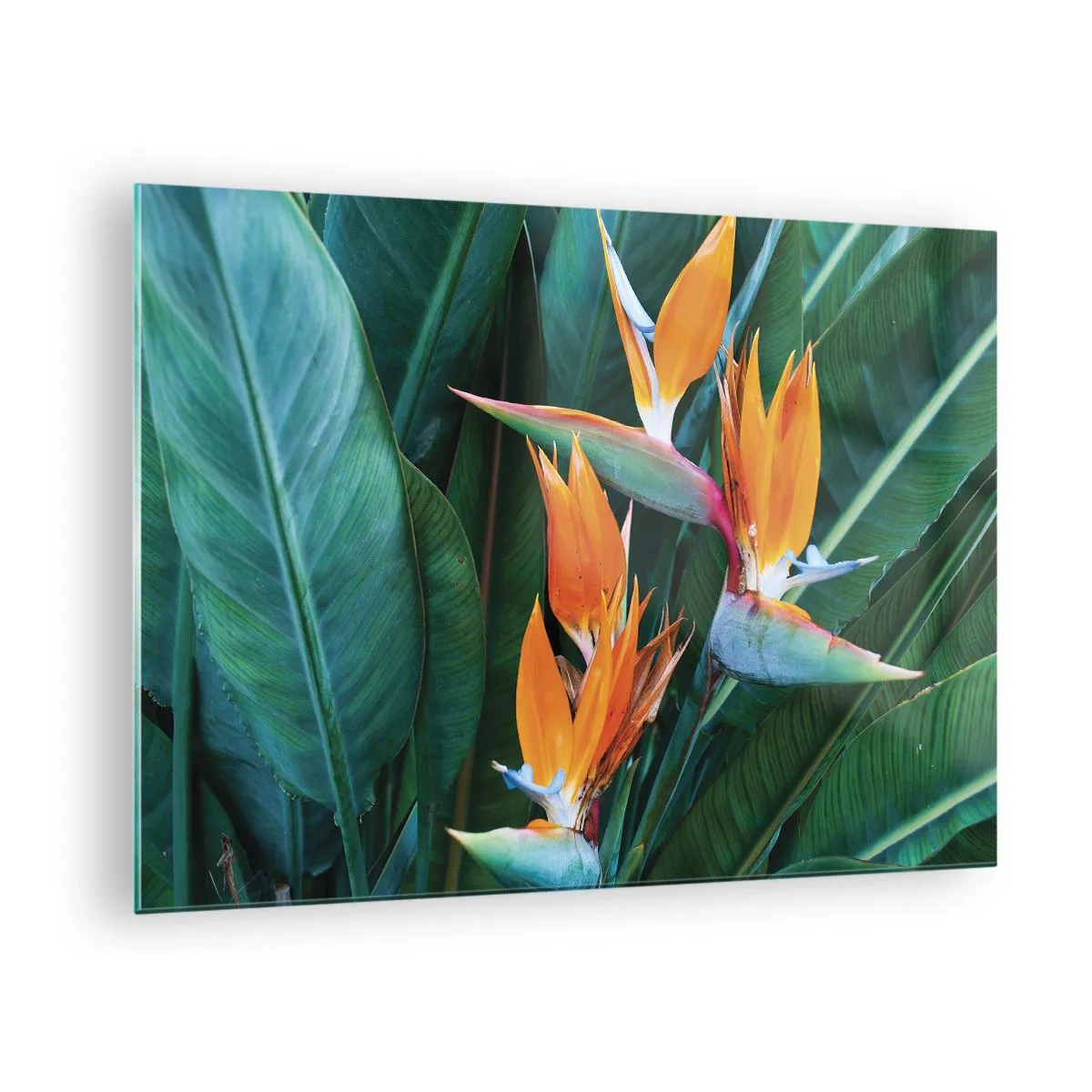 Glastavla - Bild på glas - Exotiska strelitziablommor bland stora gröna blad - 70x50cm - Är det en blomma, eller en fågel? - Modern väggdekoration för vardagsrum och sovrum ARTTOR
