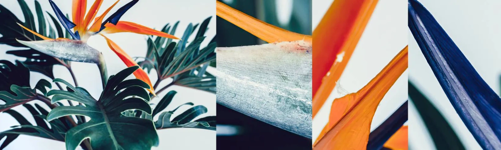 Provbit av självhäftande fototapet Deluxe Sticker - Fågelbuske - Växter, Boho, Exotisk - 100x30 cm