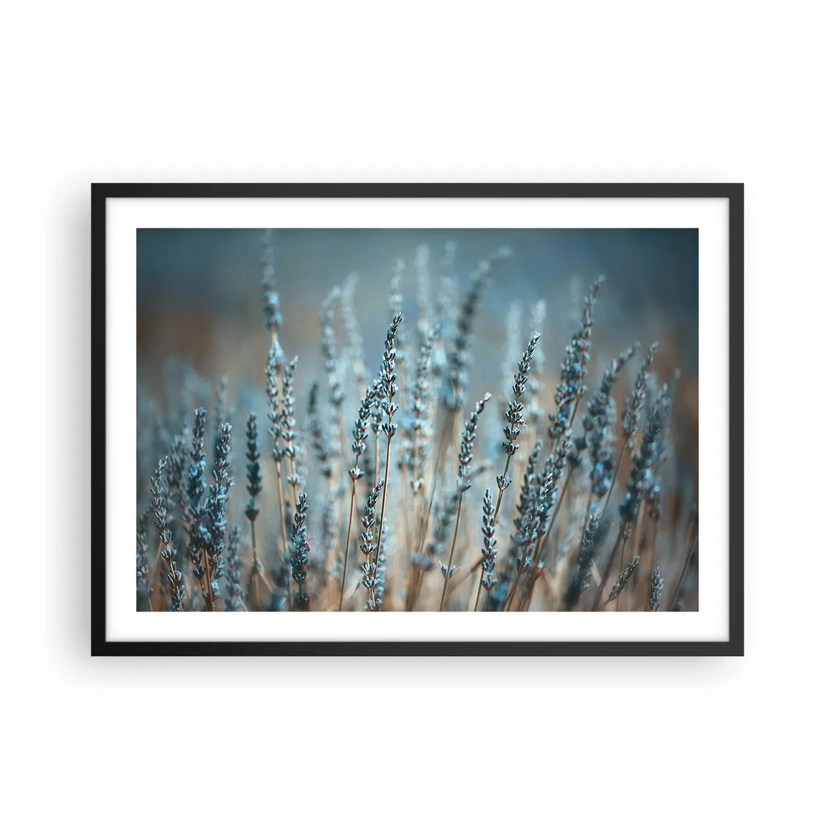 Affisch i svart ram - Doftande åkermark - 70x50 cm