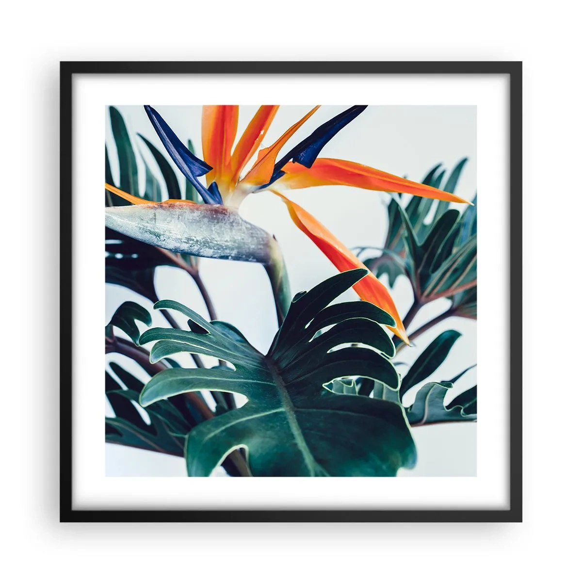 Affisch i svart ram - Fågelbuske - 50x50 cm