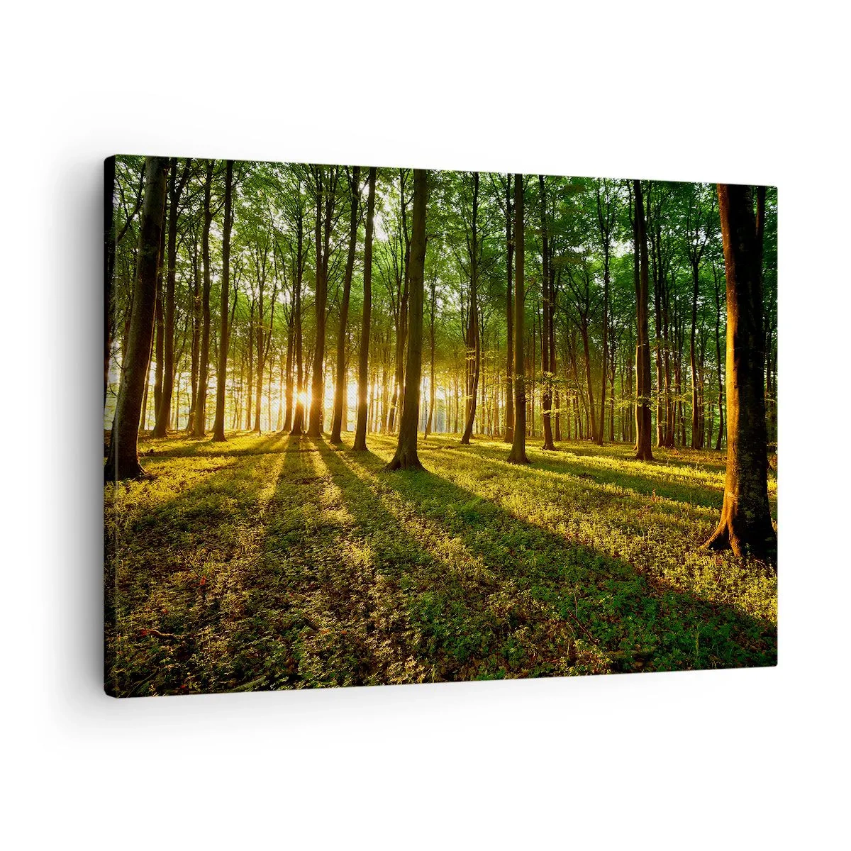 Canvastavla - Bild på duk - Solnedgången i lövskogen - 70x50cm - Fotografi av alla vårar - Modern väggdekoration för vardagsrum och sovrum ARTTOR
