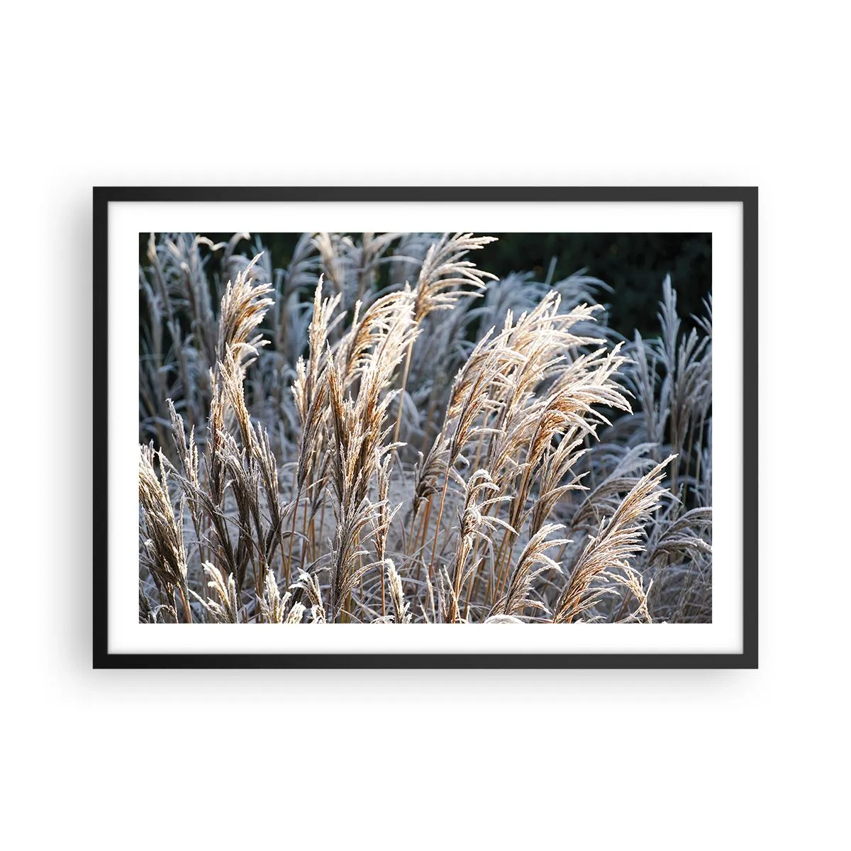 Affisch i svart ram - Frostprydda - 70x50 cm