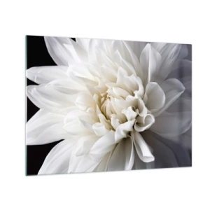 Glastavla - Bild på glas - En närbild av en vit dahlia på en svart och grå bakgrund - 70x50cm - En bruds morgon - Modern väggdekoration för vardagsrum och sovrum ARTTOR