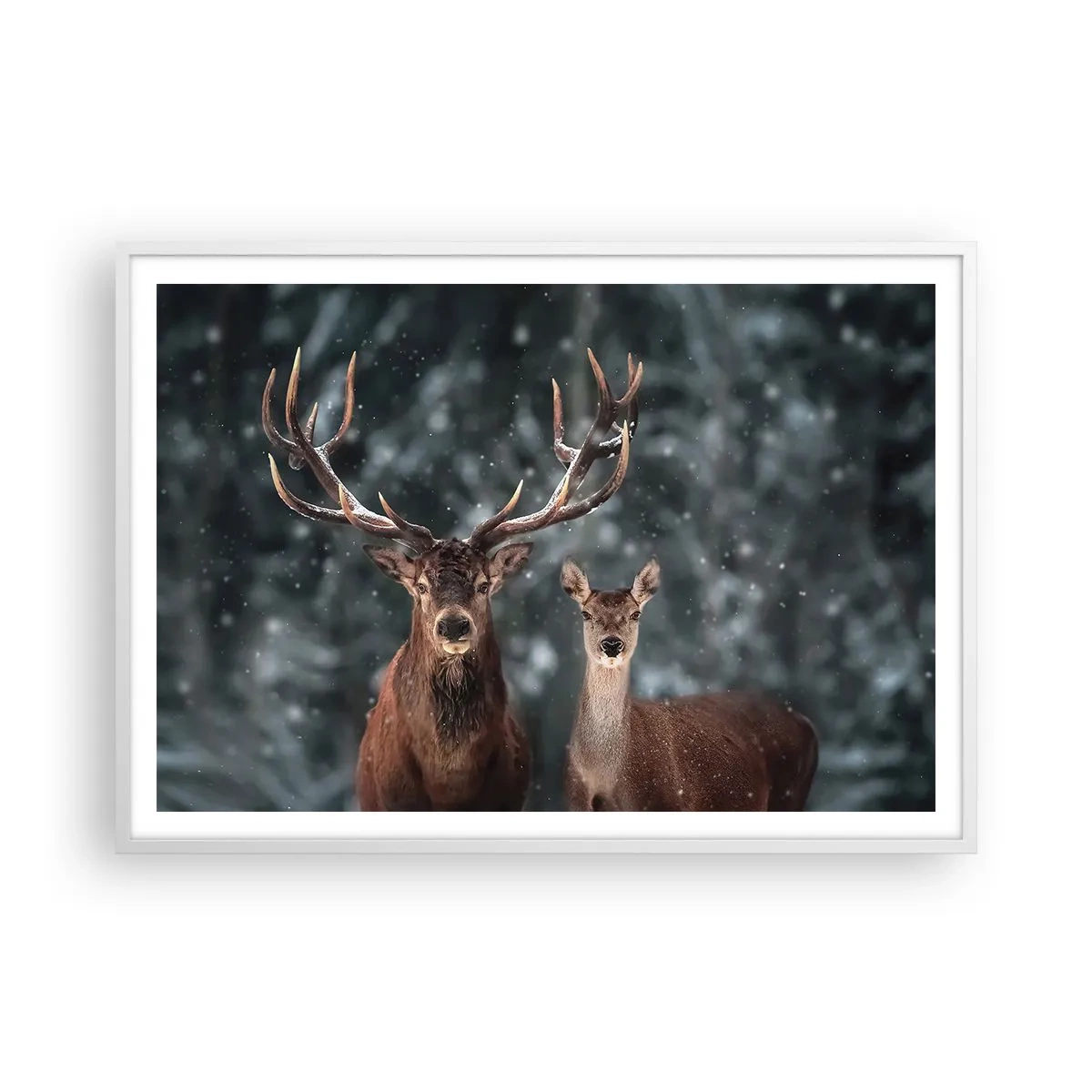 Affisch i vit ram - Skogens herre med hustrun - 100x70 cm