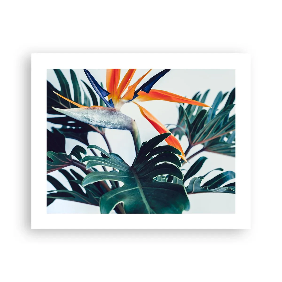 Affisch - Fågelbuske - 50x40 cm