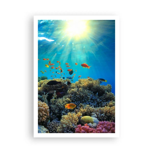 Affisch - Undervatenskatter - 70x100 cm