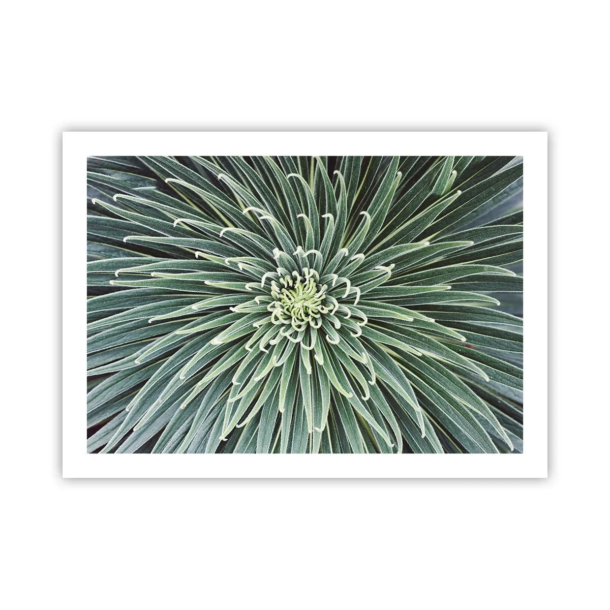 Affisch - Stjärna föds - 70x50 cm