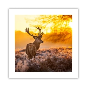 Affisch - Höstskogens kung - 40x40 cm