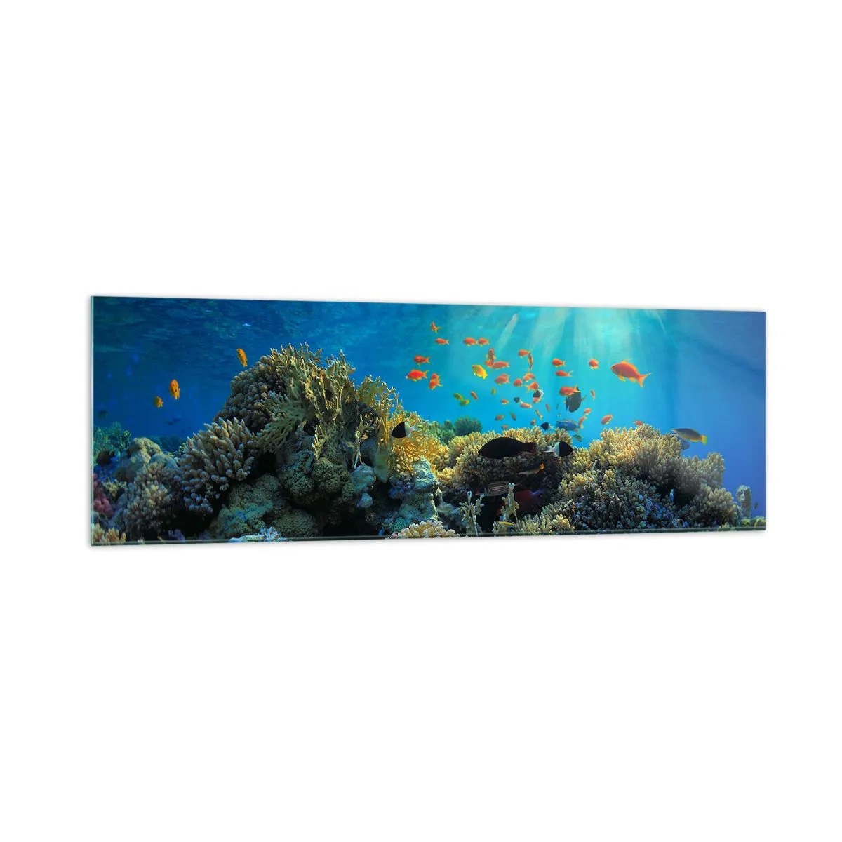 Glastavla - Bild på glas - Undervatenskatter - 160x50 cm