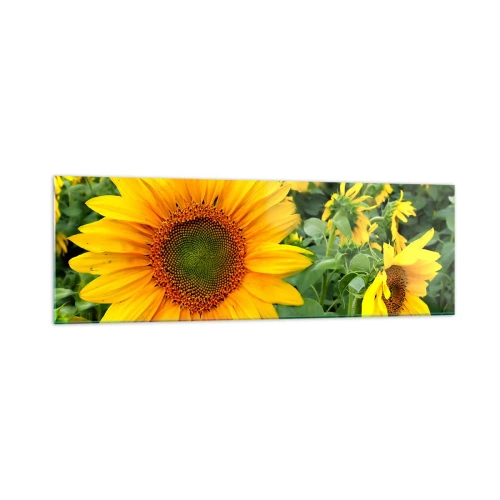 Glastavla - Bild på glas - Hundratals brinnande solar - 160x50 cm