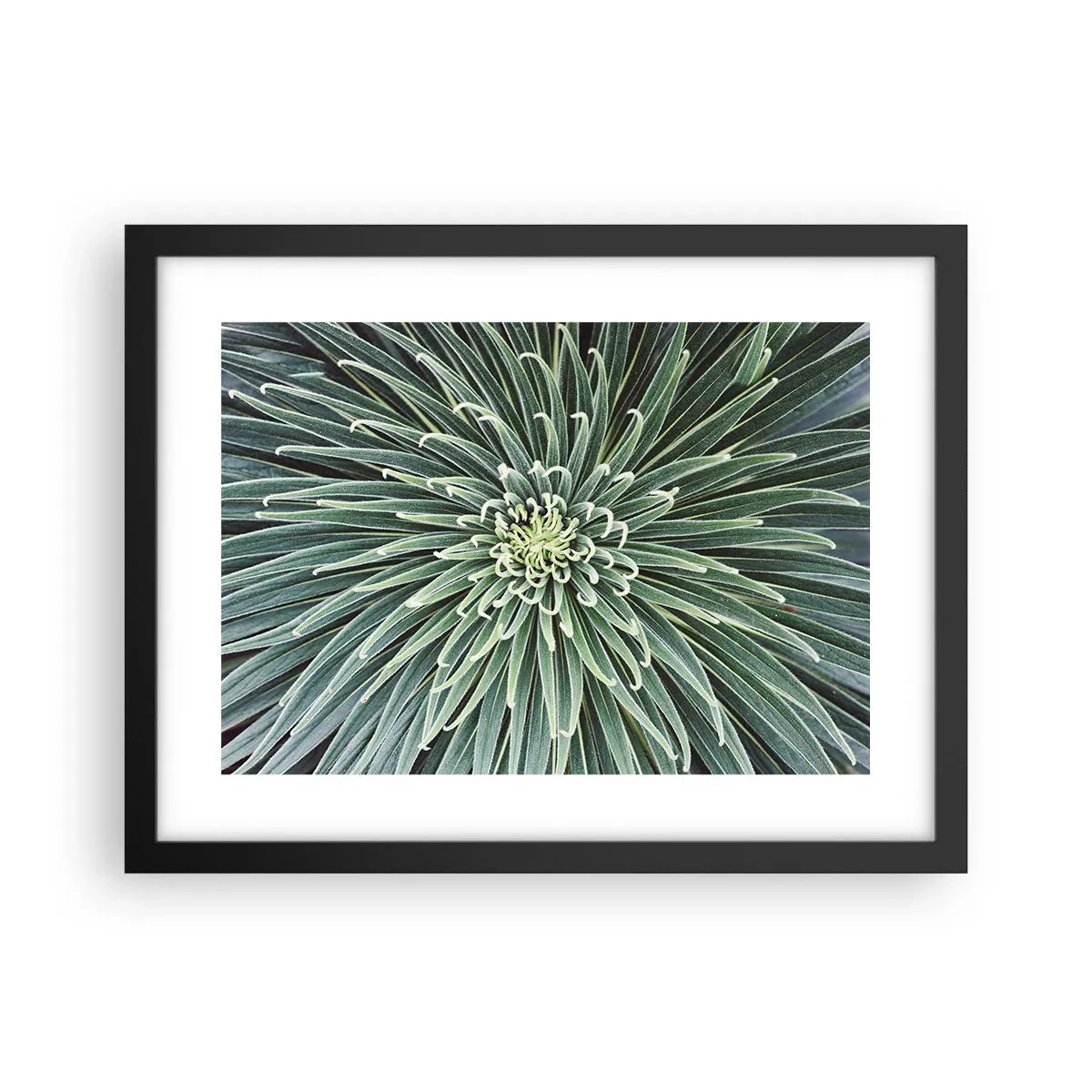 Affisch i svart ram - Stjärna föds - 40x30 cm