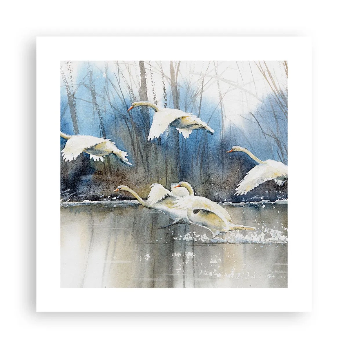 Affisch - Som i en saga om vilda svanar - 40x40 cm