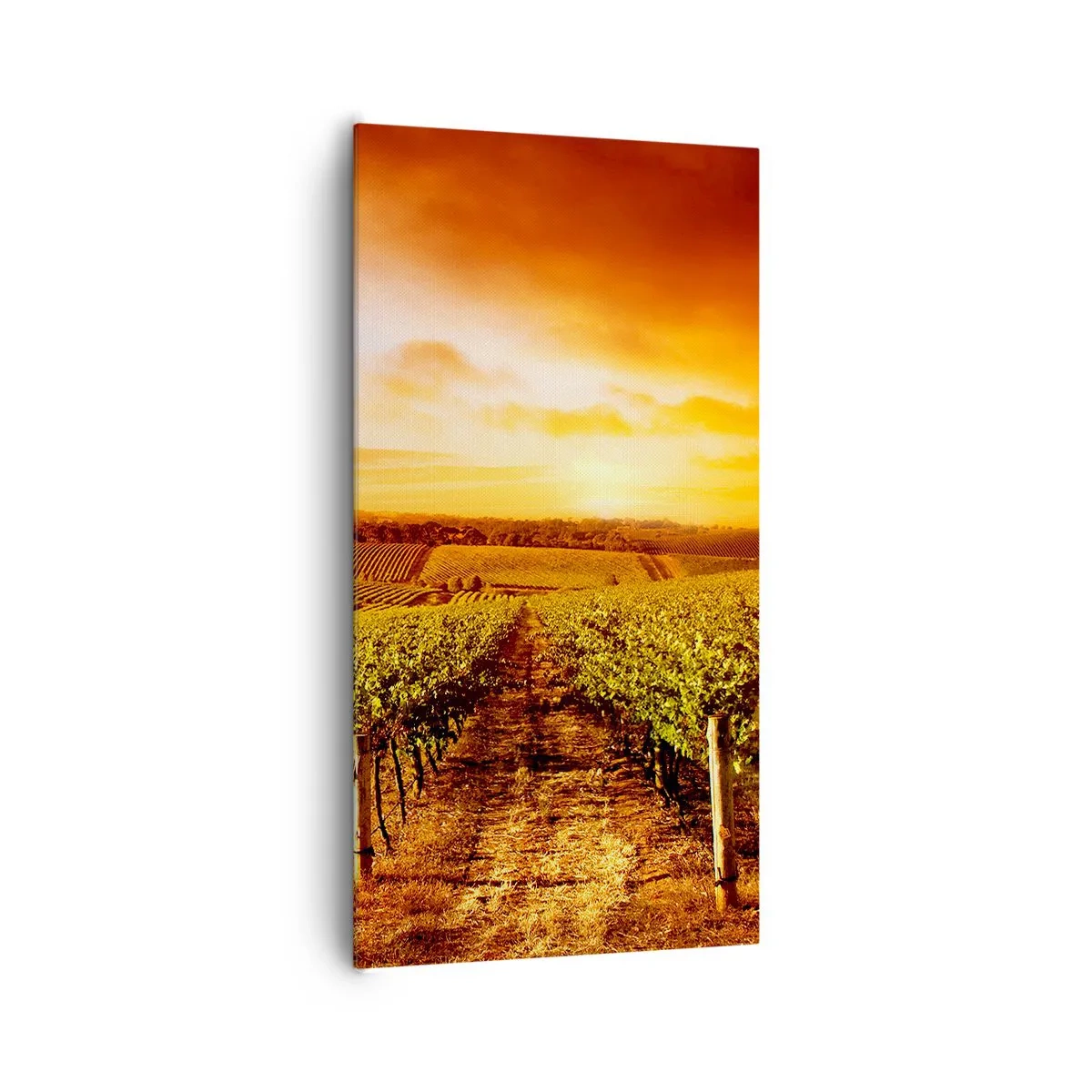 Canvastavla - Bild på duk - Fina druvor med en gnutta sol - 65x120 cm