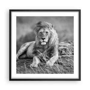 Affisch i svart ram - Kunglig siesta - 50x50 cm