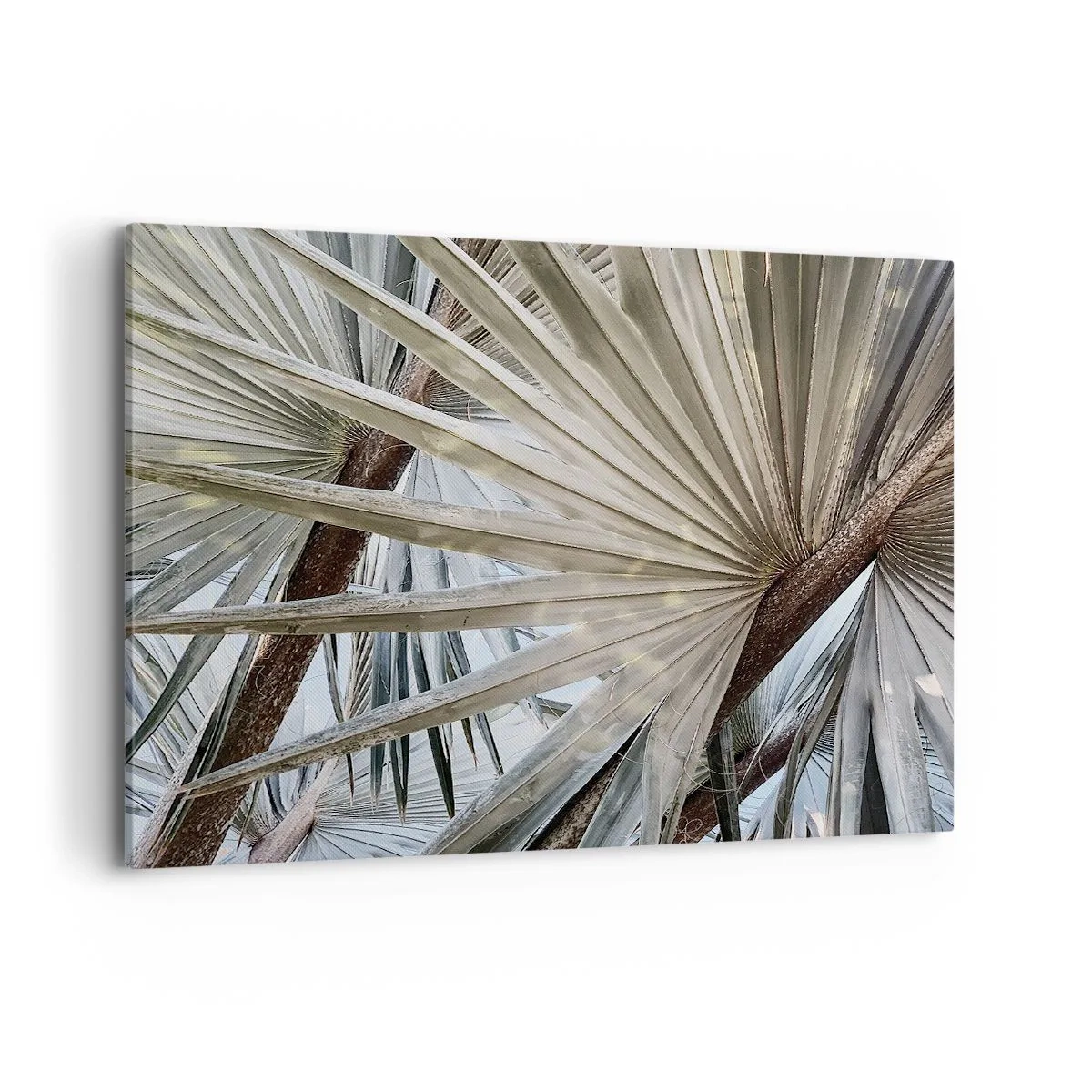 Canvastavla - Bild på duk - Solfjädrarna i tropikerna - 100x70 cm