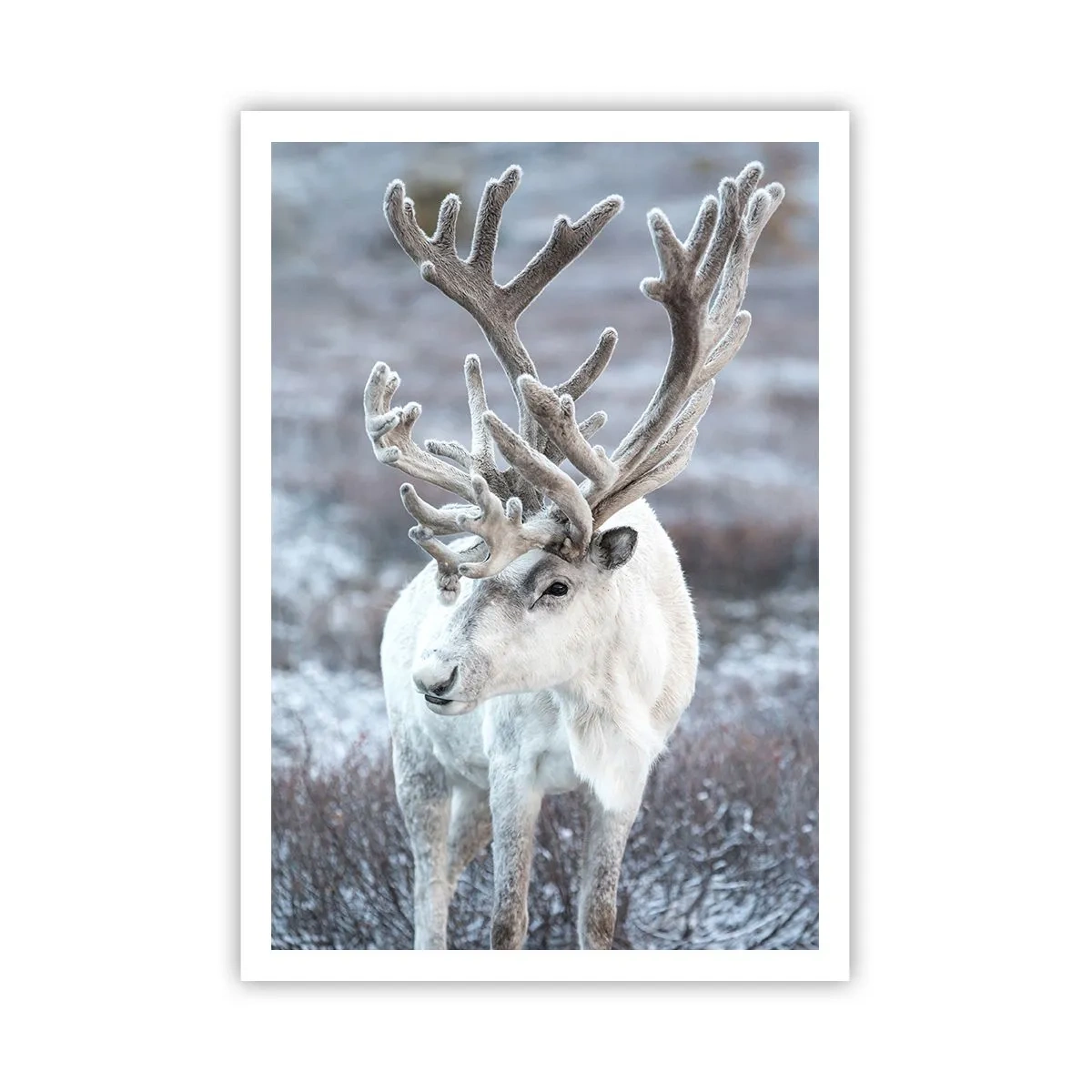 Affisch - Porträtt i solsken - 70x100 cm