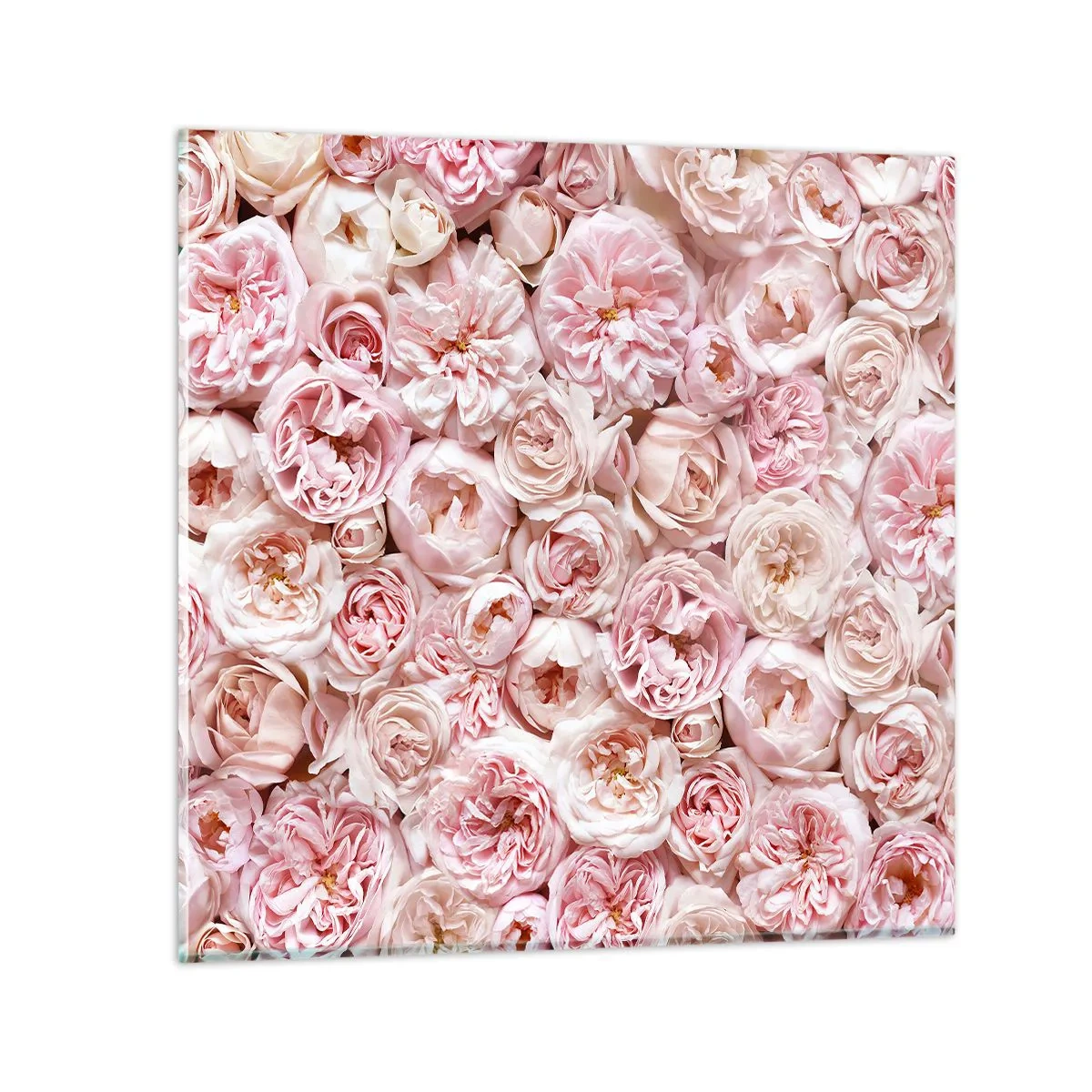 Glastavla - Bild på glas - Strödd med rosor - 40x40 cm