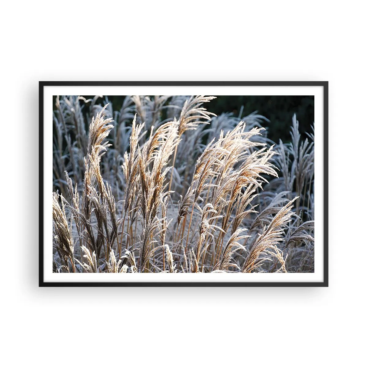 Affisch i svart ram - Frostprydda - 100x70 cm