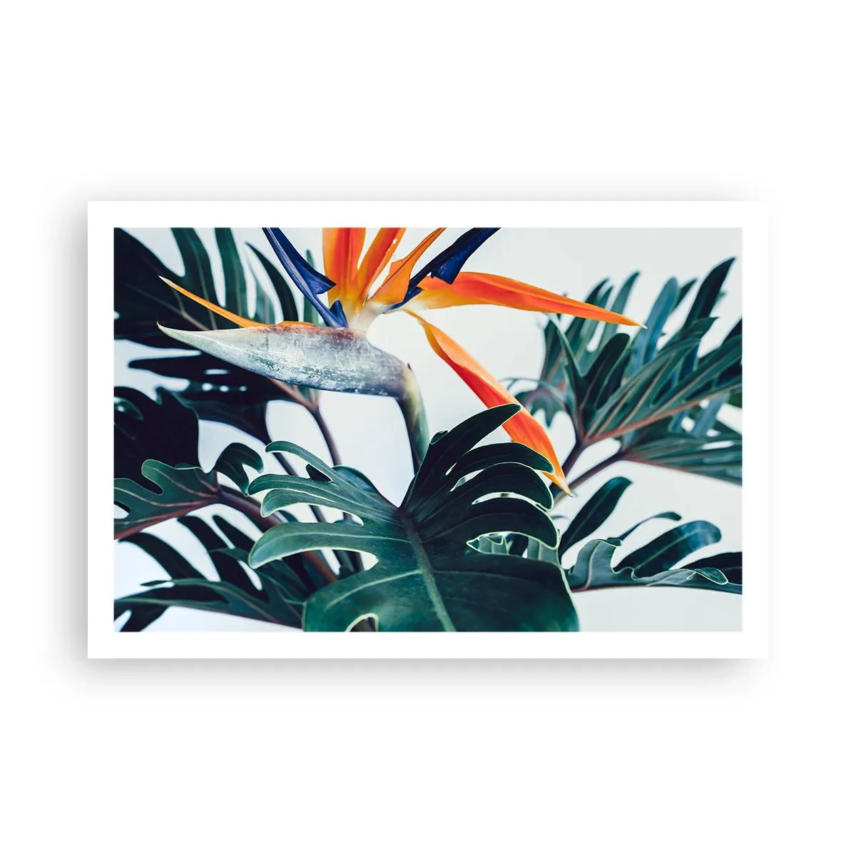 Affisch - Fågelbuske - 91x61 cm