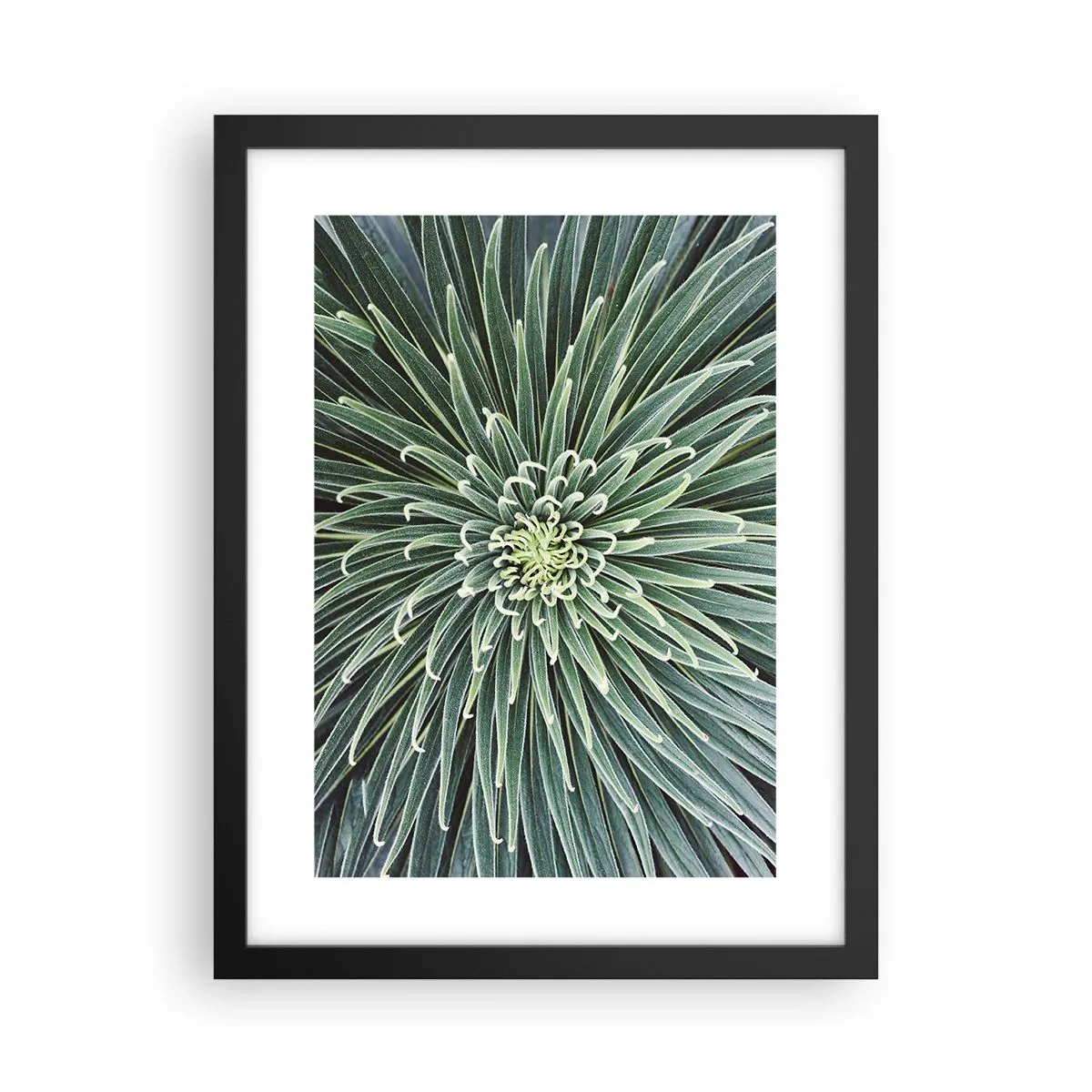 Affisch i svart ram - Stjärna föds - 30x40 cm