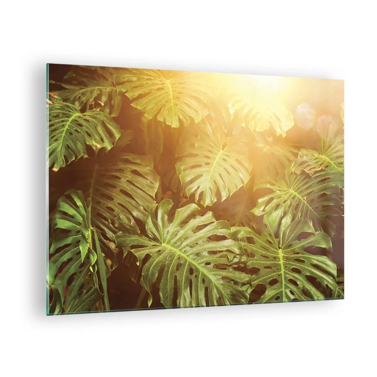 Glastavla - Bild på glas - Gröna monsterablad i det gyllene ljuset från den tropiska solen - 70x50cm - Beträda grönskan... - Modern väggdekoration för vardagsrum och sovrum ARTTOR