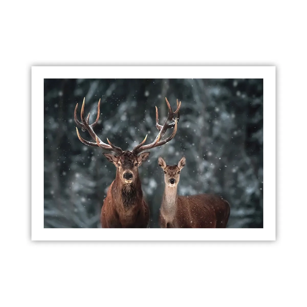 Affisch - Skogens herre med hustrun - 70x50 cm