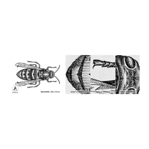 Provbit av fototapet Premium Canvas - Från insektplaneten  - Geting, Insekt, Minimalistisk - 100x30 cm